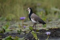 LBL1801118-1200  Long-toed Lapwing, Vanellus crassirostris. © Leif Bisschop-Larsen / Naturfoto