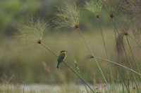 LBL1801127-1200  Blue-breasted Bee-eater, Merops variegatus. © Leif Bisschop-Larsen / Naturfoto