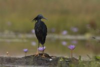 LBL1801142-1200  Black Heron, Egretta ardesiaca. © Leif Bisschop-Larsen / Naturfoto