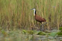 LBL1801193-1200  African Jacana, Actophilornis africanus. © Leif Bisschop-Larsen / Naturfoto