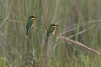 LBL1801221-1200  Blue-breasted Bee-eater, Merops variegatus. © Leif Bisschop-Larsen / Naturfoto