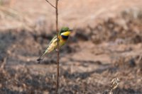 LBL1801243-1200  Blue-breasted Bee-eater, Merops variegatus. © Leif Bisschop-Larsen / Naturfoto