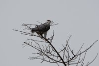 LBL1801278-1200  Black-winged Kite, Elanus caeruleus. © Leif Bisschop-Larsen / Naturfoto