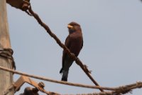 LBL1801315-1200  Broad-billed Roller, Eurystomus glaucurus. © Leif Bisschop-Larsen / Naturfoto