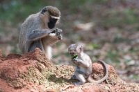 LBL1801345-1200  Vervet Monkey, Cercopithecus pygerythrus. © Leif Bisschop-Larsen / Naturfoto