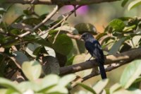 LBL1801370-1200  Northern Black Flycatcher, Melaenornis edolioides. © Leif Bisschop-Larsen / Naturfoto