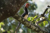 LBL1801376-1200  Crowned Hornbill, Lophoceros alboterminatus. © Leif Bisschop-Larsen / Naturfoto