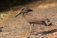 LBL1801439-1200  Hamerkop, Scopus umbretta. © Leif Bisschop-Larsen / Naturfoto