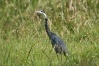 LBL1801455-1200  Black-headed Heron, Ardea melanocephala. © Leif Bisschop-Larsen / Naturfoto