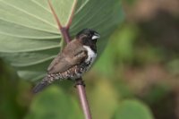 LBL1801472-1200  Bronze Mannikin, Lonchura cucullata. © Leif Bisschop-Larsen / Naturfoto