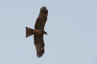 LBL1801509-1200  Black Kite, Milvus migrans. © Leif Bisschop-Larsen / Naturfoto