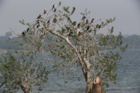 LBL1801513-1200  Tree in Lake Victoria with Cormorants. © Leif Bisschop-Larsen / Naturfoto