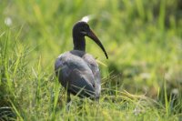 LBL1801532-1200  Hadada Ibis, Bostrychia hagedash. © Leif Bisschop-Larsen / Naturfoto