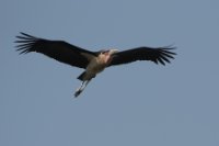 LBL1801544-1200  Marabou Stork, Leptoptilos crumenifer. © Leif Bisschop-Larsen / Naturfoto