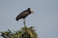 LBL1801548-1200  African Openbill, Anastomus lamelligerus. © Leif Bisschop-Larsen / Naturfoto