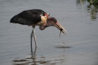 LBL1801558-1200  Marabou Stork, Leptoptilos crumenifer. © Leif Bisschop-Larsen / Naturfoto