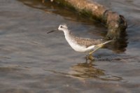 LBL1801570-1200  Marsh Sandpiber, Tringa stagnatilis. © Leif Bisschop-Larsen / Naturfoto