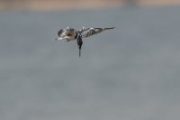 LBL1801574-1200  Pied Kingfisher, Ceryle rudis. © Leif Bisschop-Larsen / Naturfoto