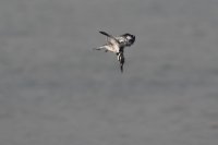 LBL1801576-1200  Pied Kingfisher, Ceryle rudis. © Leif Bisschop-Larsen / Naturfoto