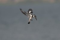 LBL1801585-1200  Pied Kingfisher, Ceryle rudis. © Leif Bisschop-Larsen / Naturfoto