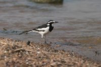 LBL1801592-1200  African Pied Wagtail, Motacilla aguimp. © Leif Bisschop-Larsen / Naturfoto