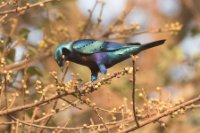 LBL1801604-1200  Splendid Starling, Lamprotornis splendidus. © Leif Bisschop-Larsen / Naturfoto