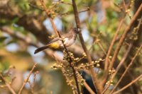 LBL1801610-1200  Common Bulbul, Pycnonotus barbatus. © Leif Bisschop-Larsen / Naturfoto