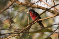 LBL1801621-1200  Double-toothed Barbet, Lybius bidentatus. © Leif Bisschop-Larsen / Naturfoto