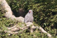 LBL1801630-1200  African Harrier-Hawk, Polyboroides typus. © Leif Bisschop-Larsen / Naturfoto