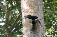 LBL1801659-1200  Black-and-white-casqued Hornbill, Bycanistes subcylindricus. © Leif Bisschop-Larsen / Naturfoto