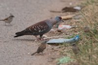 LBL1801754-1200  Speckled Pigeon, Columba guinea. © Leif Bisschop-Larsen / Naturfoto