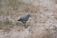 LBL1801757-1200  Emerald-spotted Wood Dove, Turtur chalcospilos. © Leif Bisschop-Larsen / Naturfoto