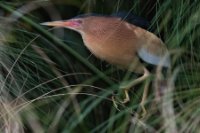 LBL1801874-1200  Little Bittern, Ixobrychus minutus. © Leif Bisschop-Larsen / Naturfoto