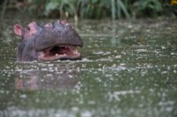 LBL1801892-1200  Hippopotamus, Hippopotamus amphibius. © Leif Bisschop-Larsen / Naturfoto