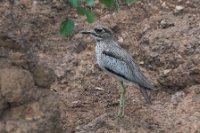 LBL1801920-1200  Water Thick-knee, Burhinus vermiculatus. © Leif Bisschop-Larsen / Naturfoto