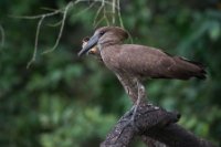 LBL1801932-1200  Hamerkop, Scopus umbretta. © Leif Bisschop-Larsen / Naturfoto