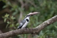 LBL1801980-1200  Pied Kingfisher, Ceryle rudis. © Leif Bisschop-Larsen / Naturfoto