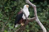 LBL1802008-1200  African Fish Eagle, Haliaeetus vocifer. © Leif Bisschop-Larsen / Naturfoto