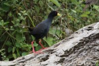 LBL1802013-1200  Black Crake, Amaurornis flavirostra. © Leif Bisschop-Larsen / Naturfoto