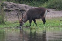 LBL1802024-1200  Water Buck, Kobus ellipsiprymnus. © Leif Bisschop-Larsen / Naturfoto