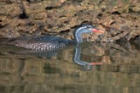 LBL1802066-1200  African Finfoot, Podica senegalensis. © Leif Bisschop-Larsen / Naturfoto