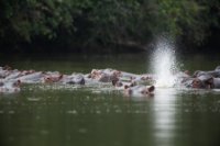 LBL1802101-1200  Hippopotamus, Hippopotamus amphibius. © Leif Bisschop-Larsen / Naturfoto