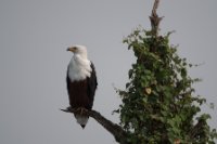 LBL1802134-1200  African Fish Eagle, Haliaeetus vocifer. © Leif Bisschop-Larsen / Naturfoto