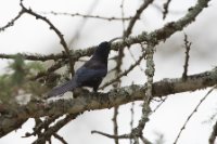 LBL1802158-1200  Common Scimitarbill, Rhinopomastus cyanomelas. © Leif Bisschop-Larsen / Naturfoto