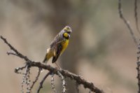 LBL1802167-1200  Yellow-throated Longclaw, Macronyx croceus. © Leif Bisschop-Larsen / Naturfoto