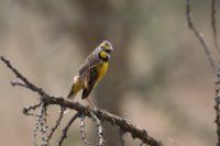 LBL1802167-1200  Yellow-throated Longclaw, Macronyx croceus. © Leif Bisschop-Larsen / Naturfoto