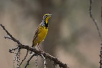 LBL1802168-1200  Yellow-throated Longclaw, Macronyx croceus. © Leif Bisschop-Larsen / Naturfoto