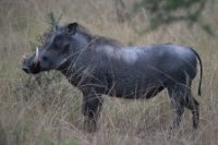 LBL1802232-1200  Warthog, Phacochoerus africanus. © Leif Bisschop-Larsen / Naturfoto