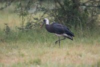 LBL1802244-1200  Woolly-necked Stork, Ciconia episcopus. © Leif Bisschop-Larsen / Naturfoto