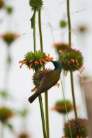 LBL1802260-1200  Green-headed Sunbird, Cyanomitra verticalis. © Leif Bisschop-Larsen / Naturfoto